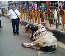 사람, 자동차, 릭샤, 오토바이, 동물들이 공존하는 인도 바라나시 거리 두번째 사진